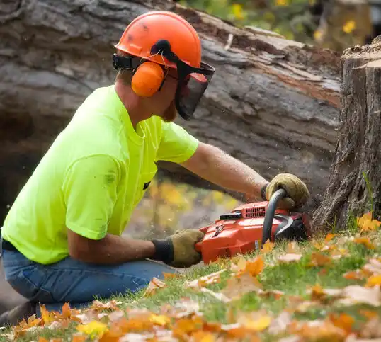 tree services Stewart